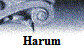 Harum