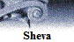 Sheva