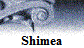 Shimea